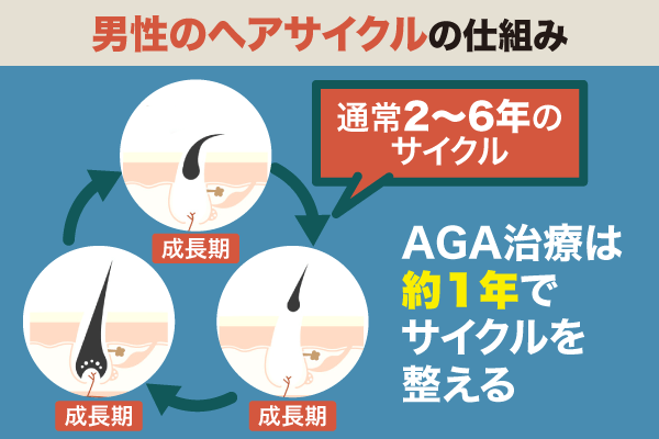 男性のヘアサイクルとAGA治療の仕組み